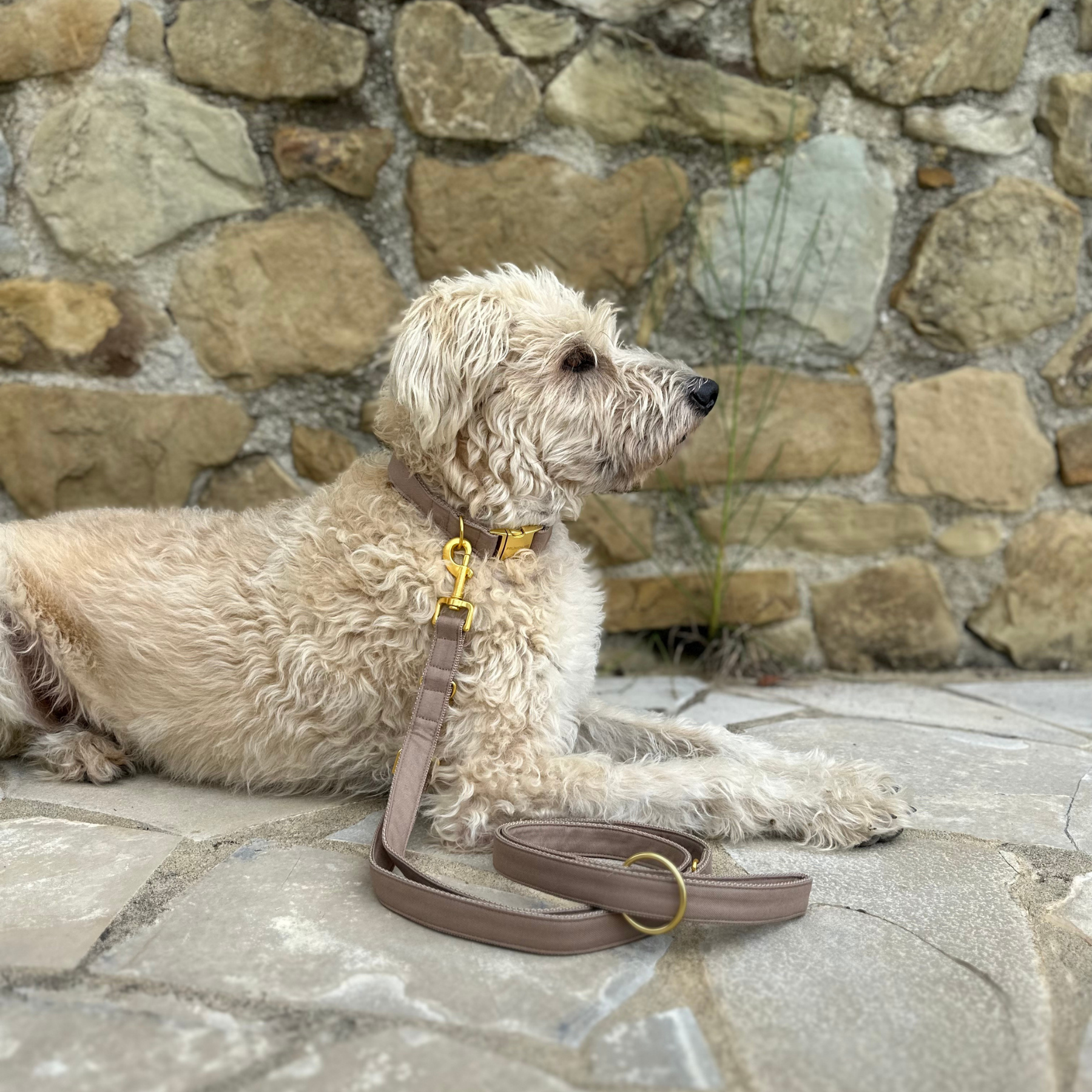 BASIC tan collar