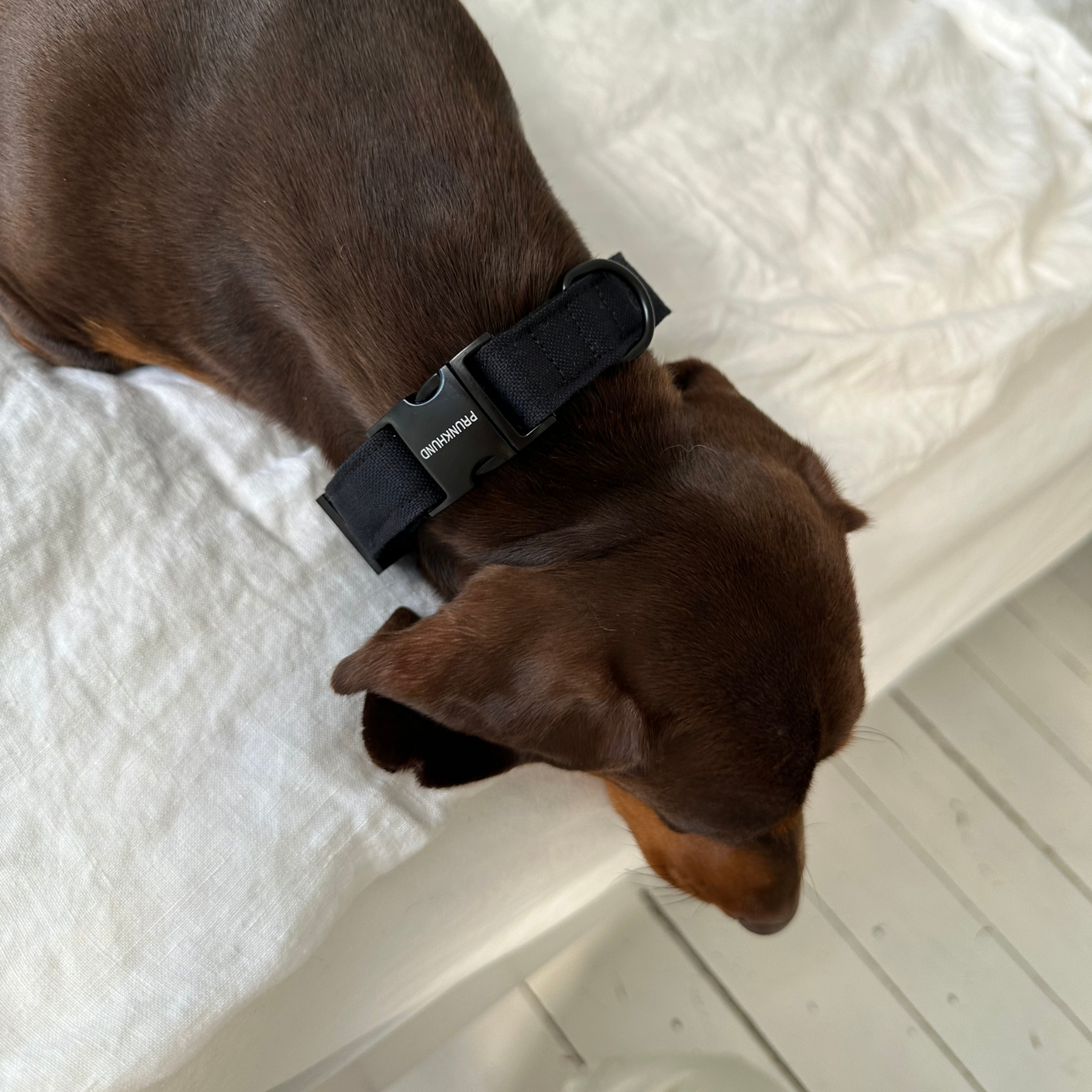 collar BASIC black
