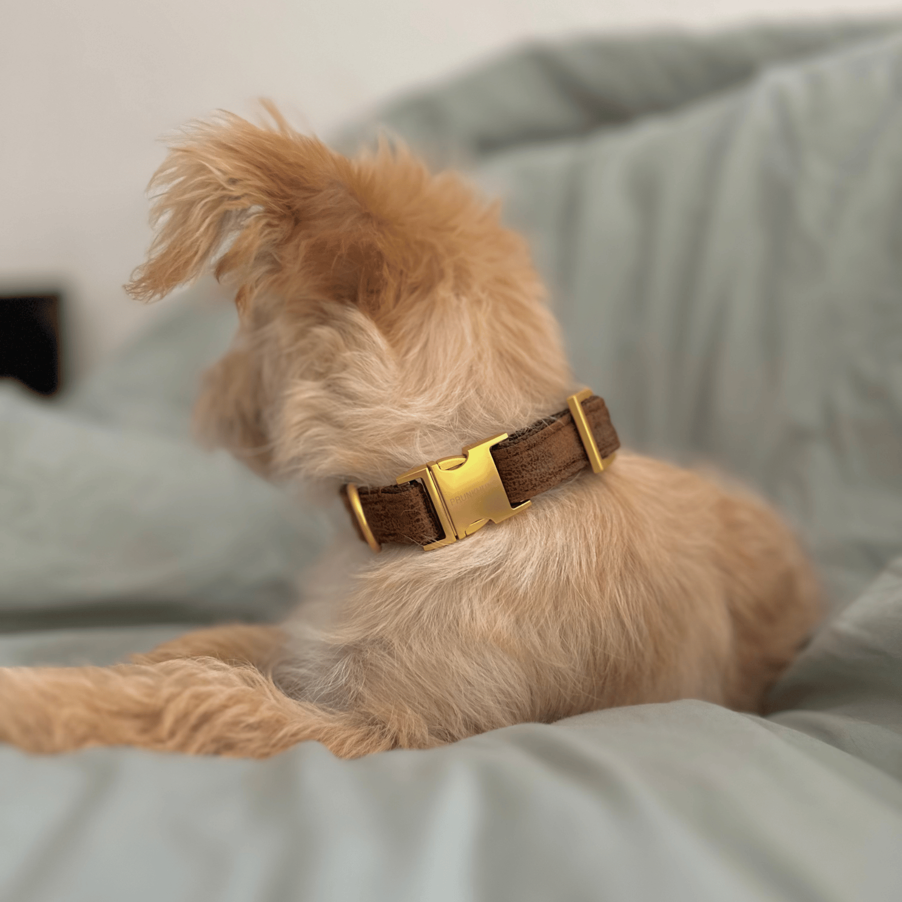 TRAVELER collar