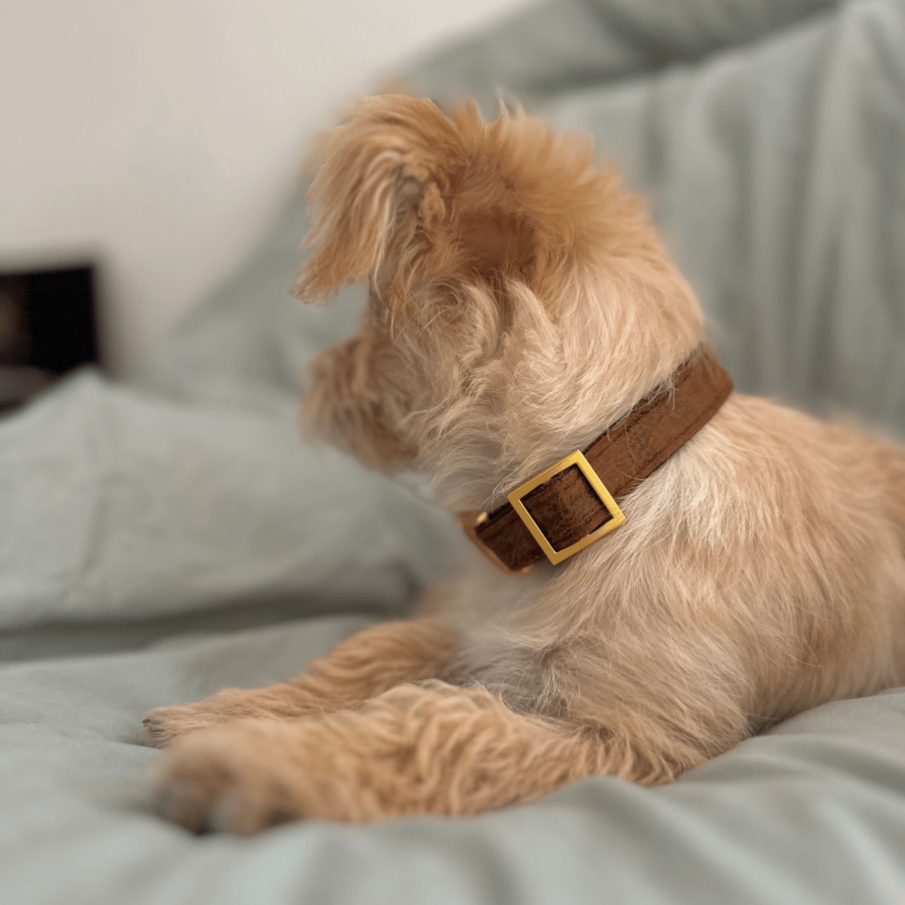 Halsband TRAVELER