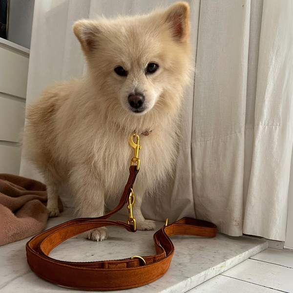 Spitz shop sh clearance