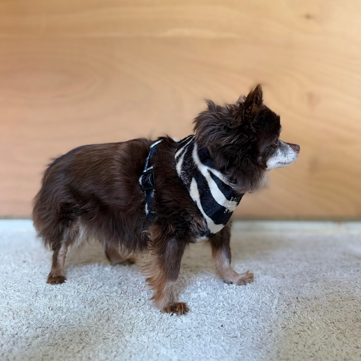 TEDDY black soft harness