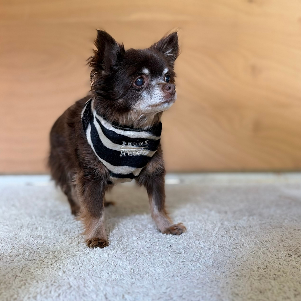 TEDDY black soft harness