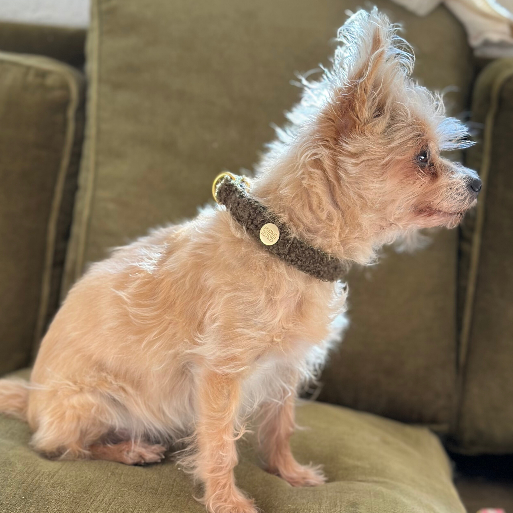 TEDDY tan marginale collar