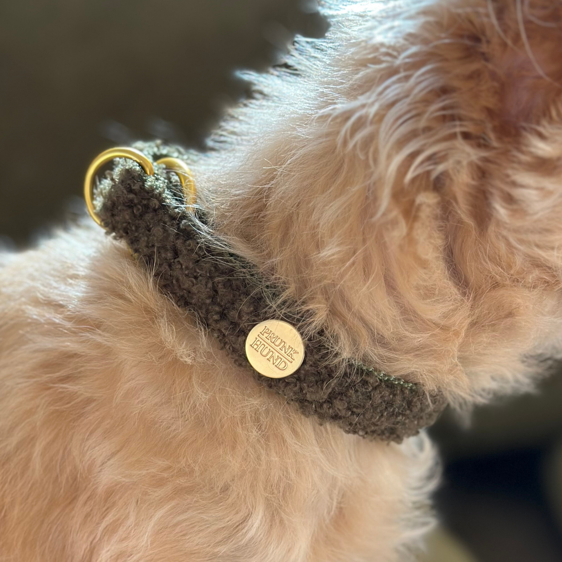 TEDDY tan marginale collar