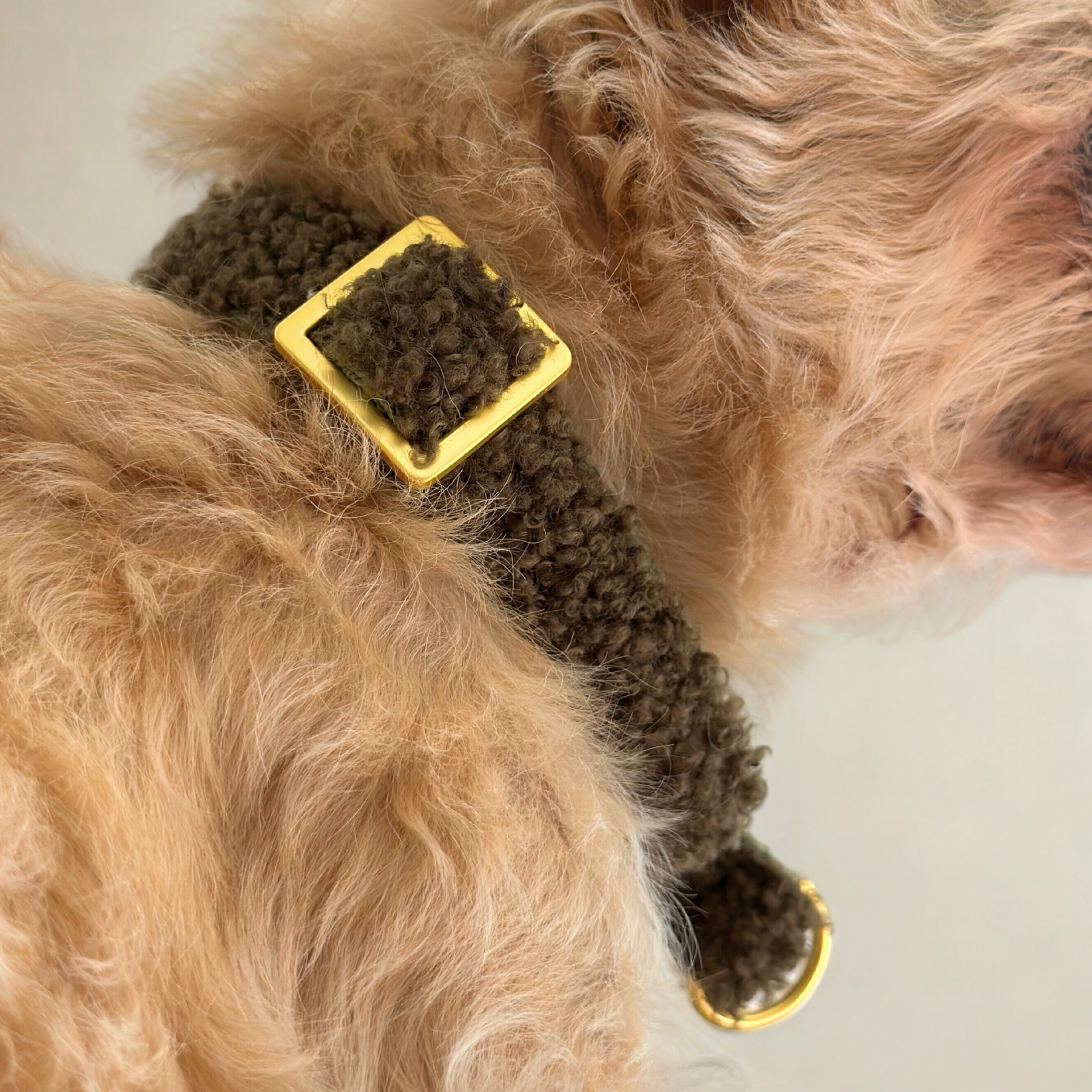 TEDDY tan marginale collar