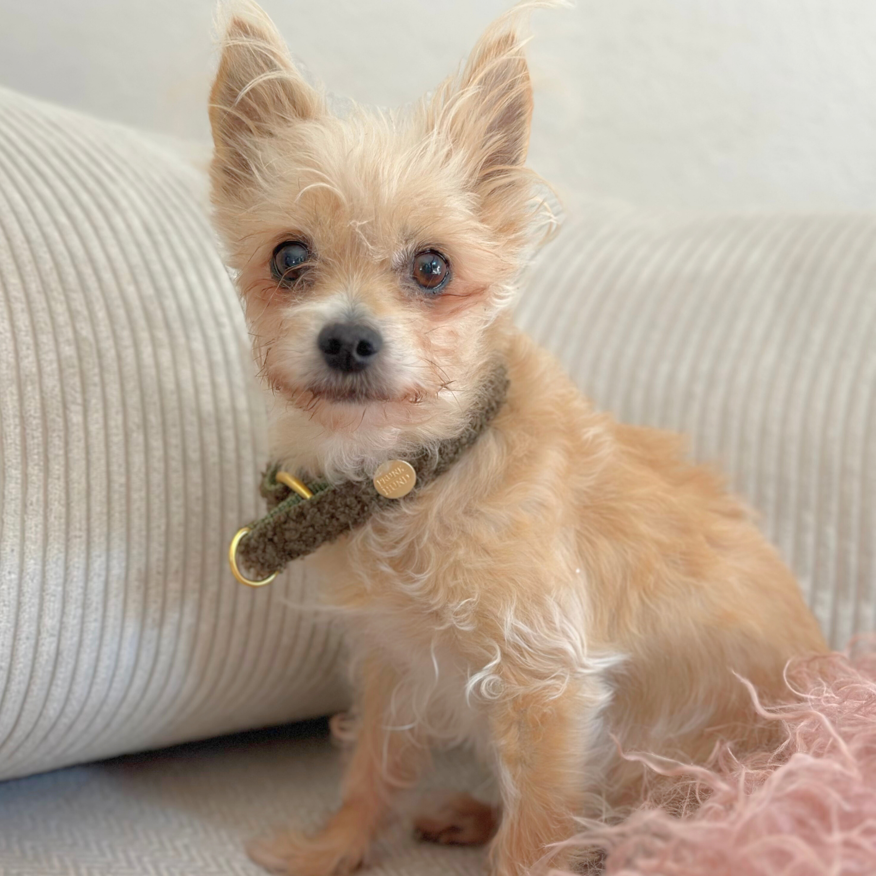 TEDDY tan marginale collar
