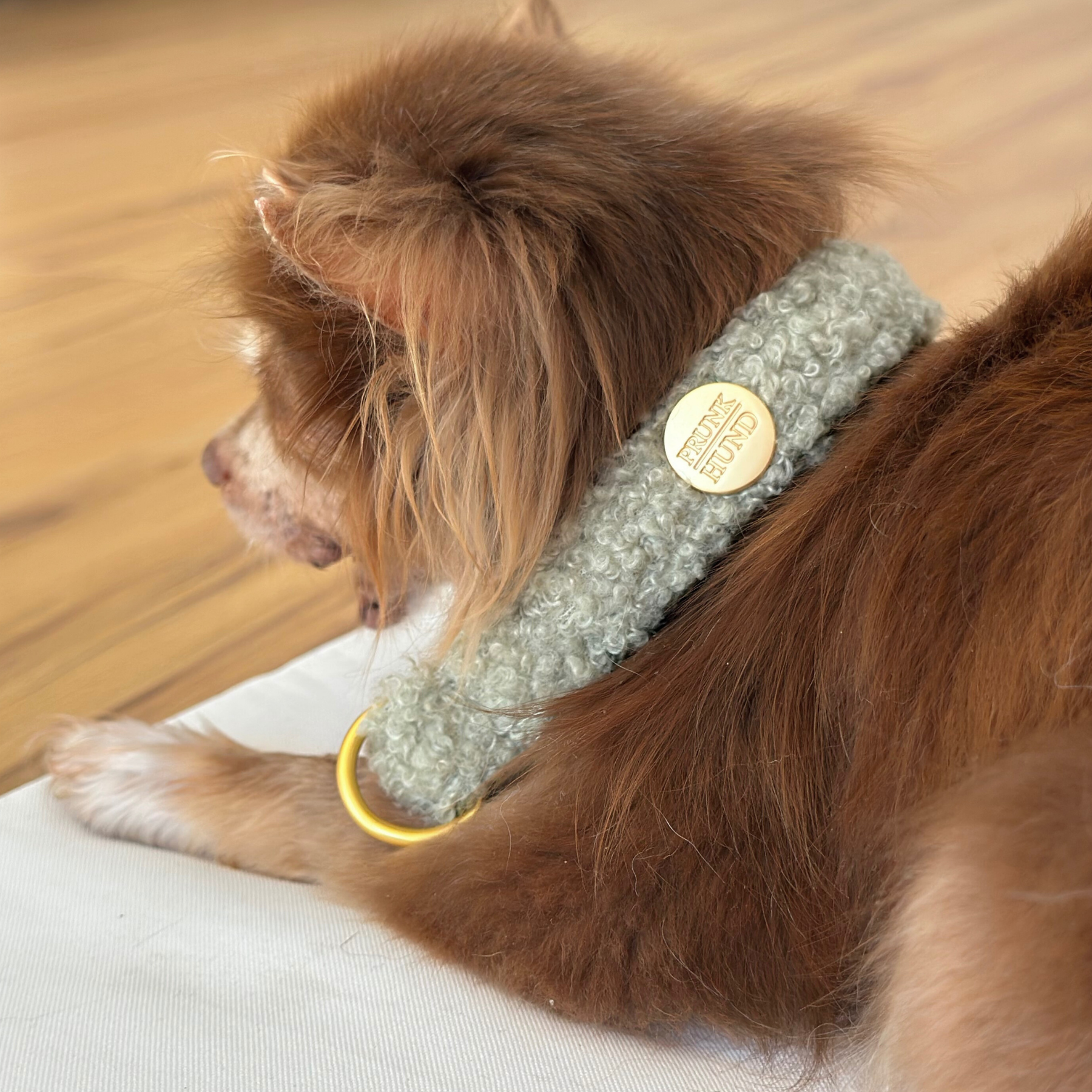TEDDY tan marginale collar