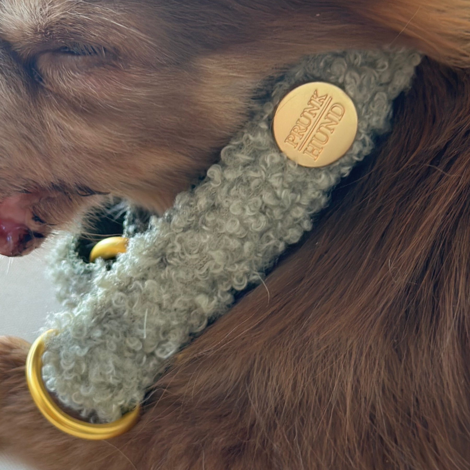TEDDY tan marginale collar