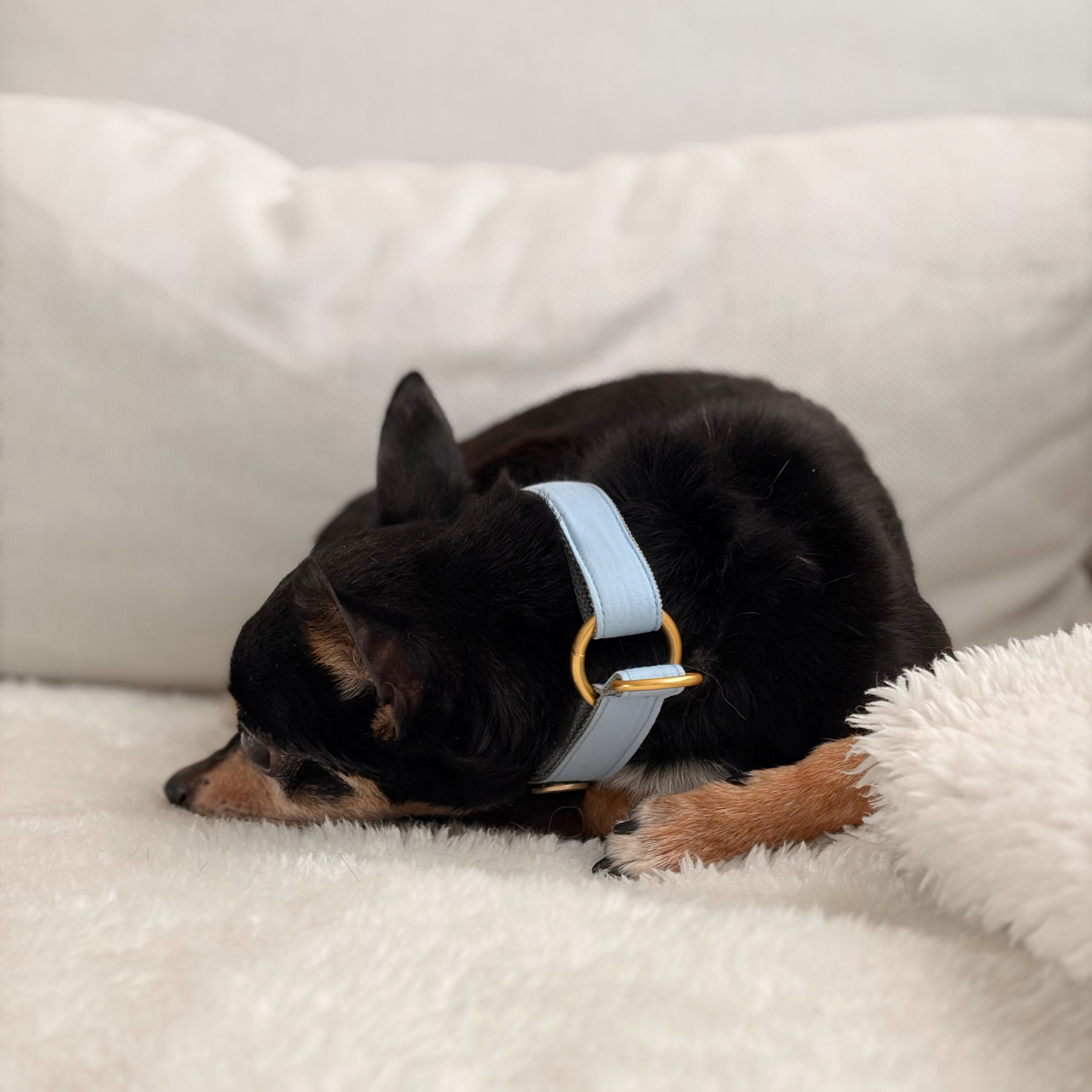 martingale collar WILD LIFE