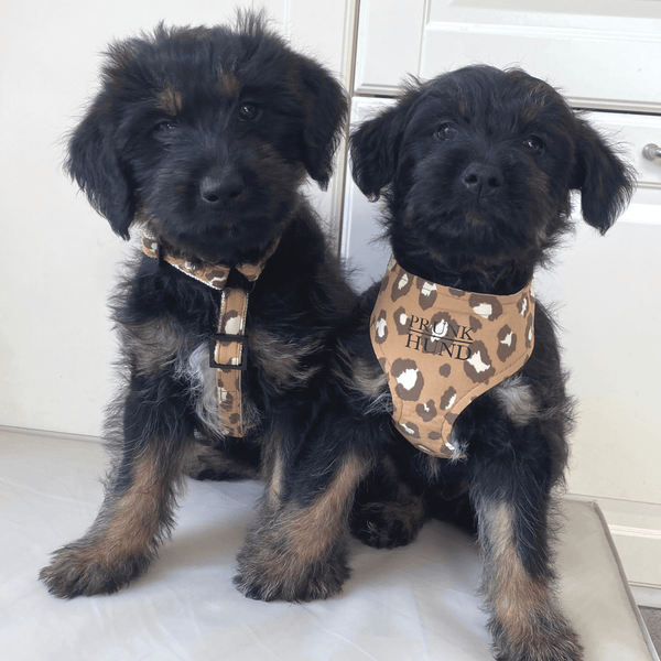 dog harness ROAR