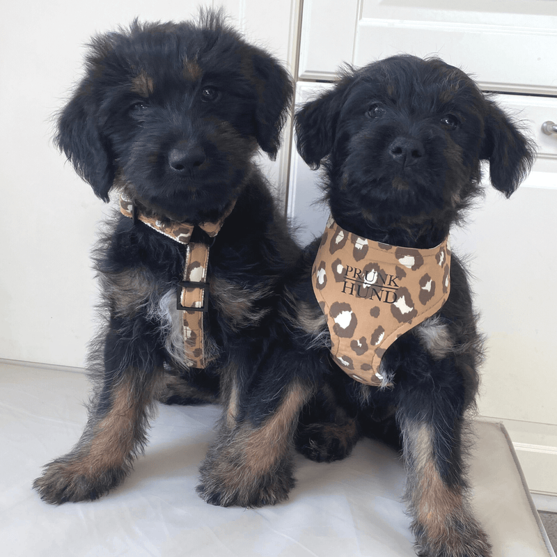 Hundegeschirr ROAR