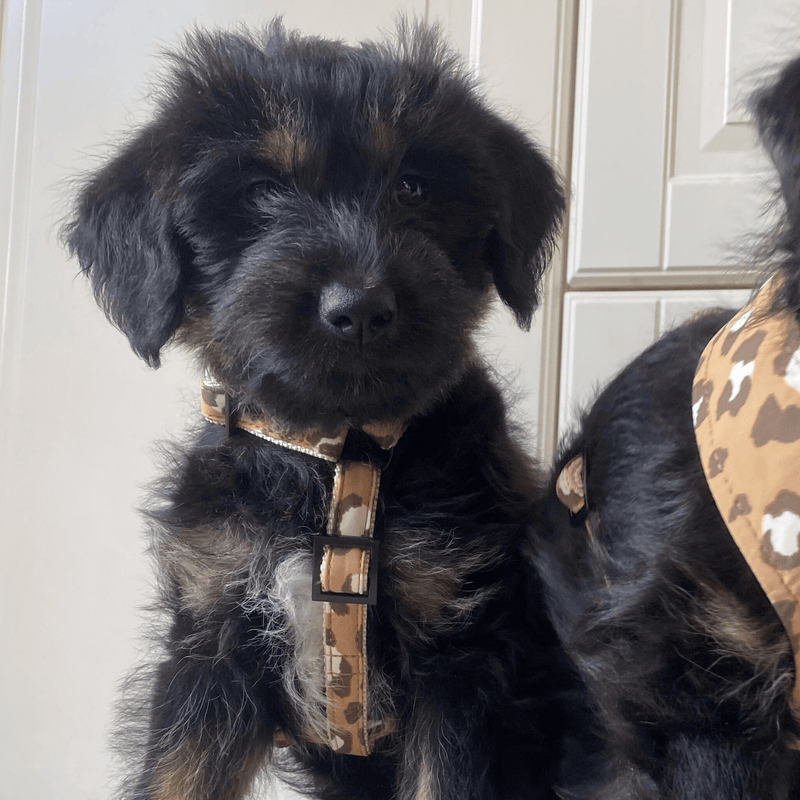 Hundegeschirr ROAR