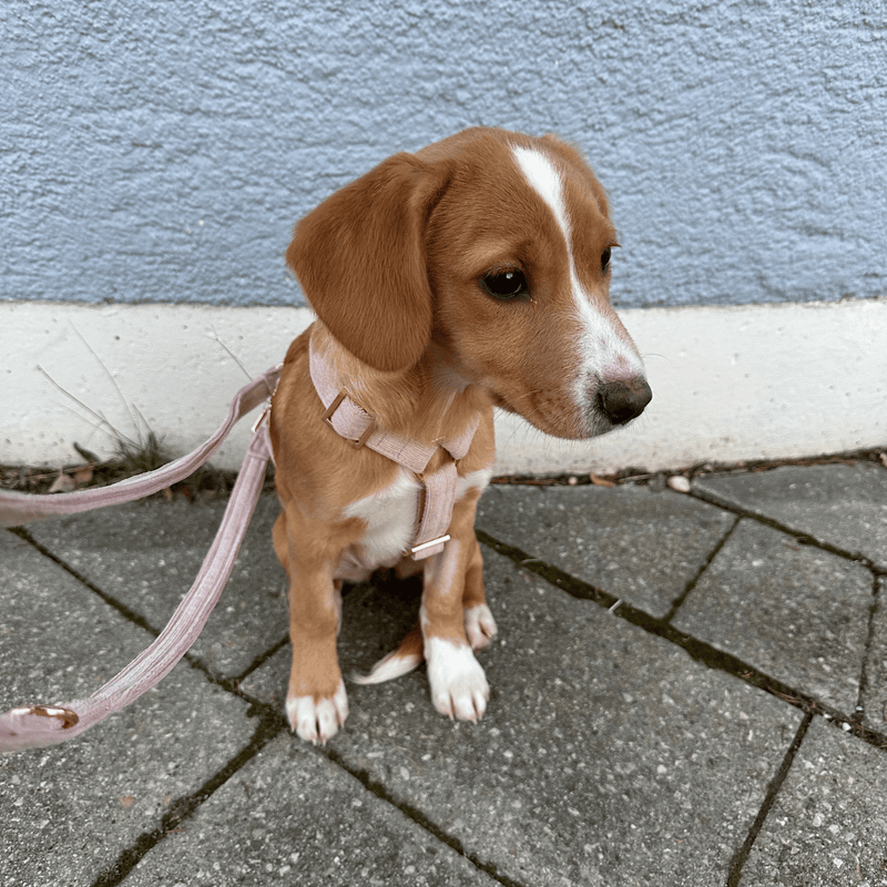 Sicherheitsgeschirr BABE