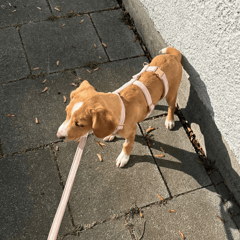 Sicherheitsgeschirr BABE