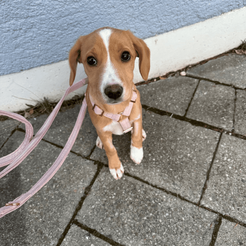 Sicherheitsgeschirr BABE