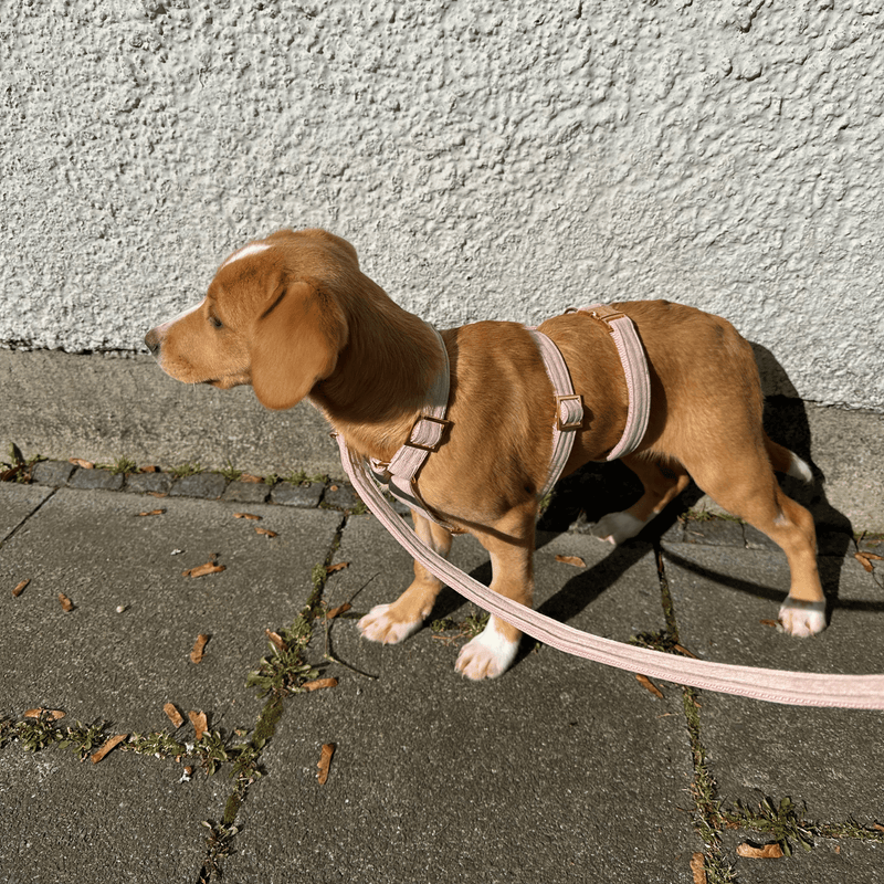 Sicherheitsgeschirr BABE