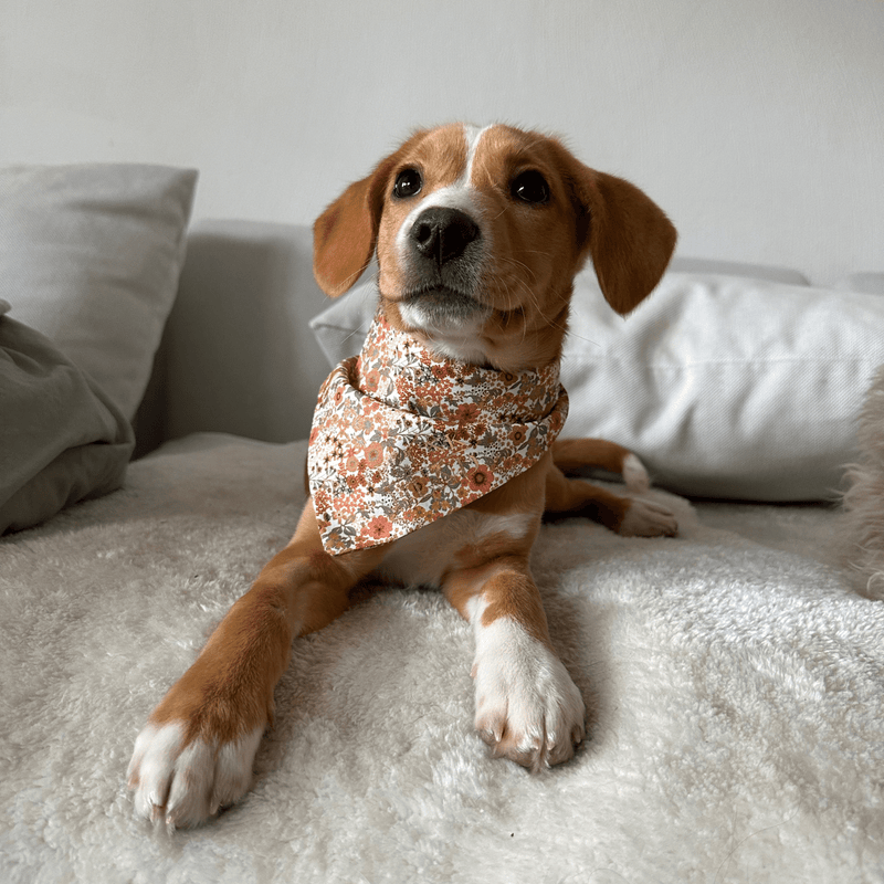 Hundehalstuch FIORE