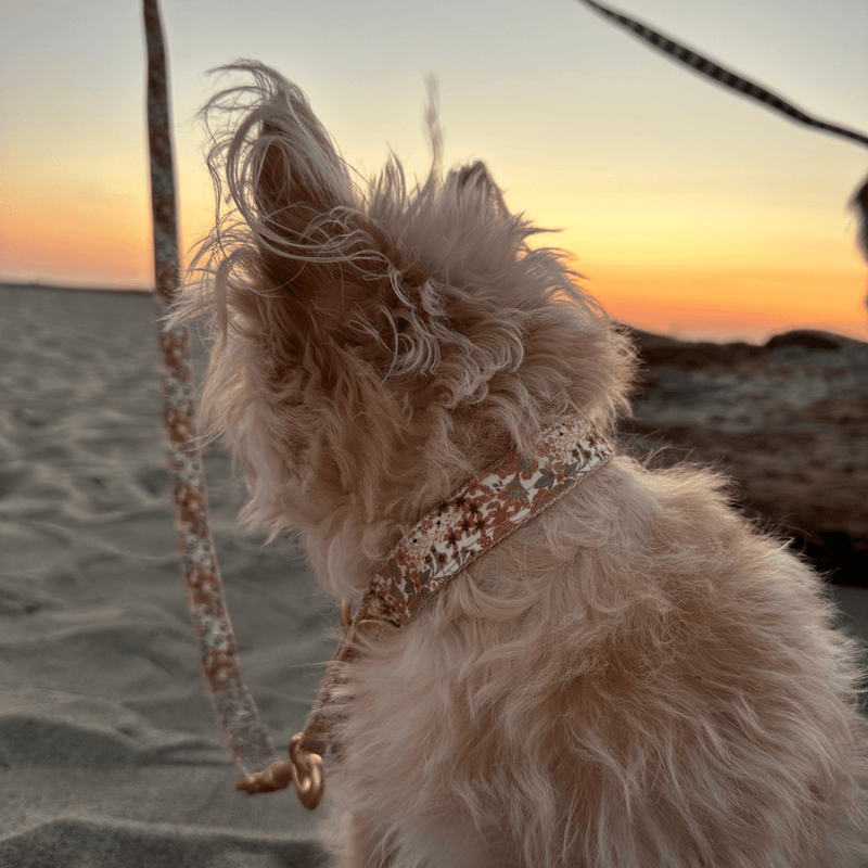 Zugstopp Halsband FIORE