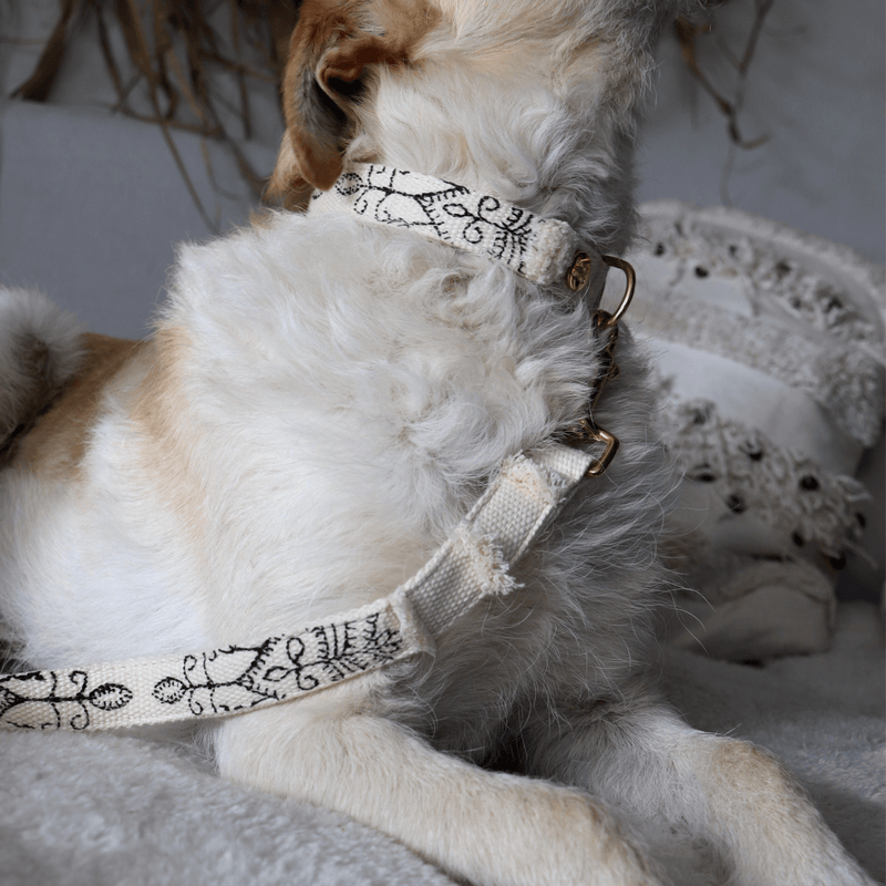 Leash NOMAD black
