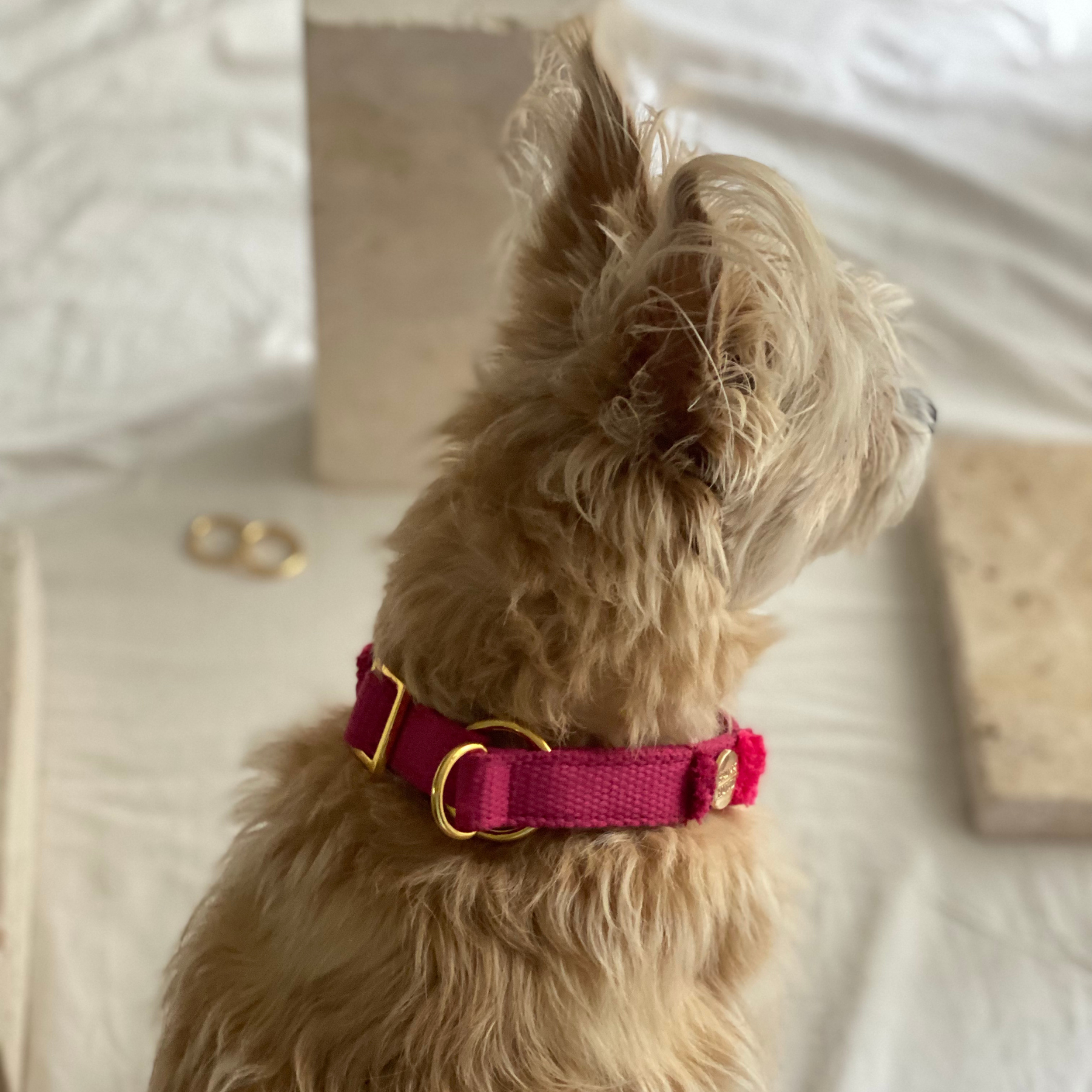 Martingale collar NOMAD berry