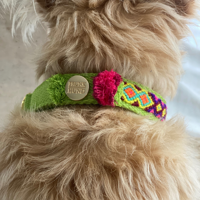 Martingale collar NOMAD lime