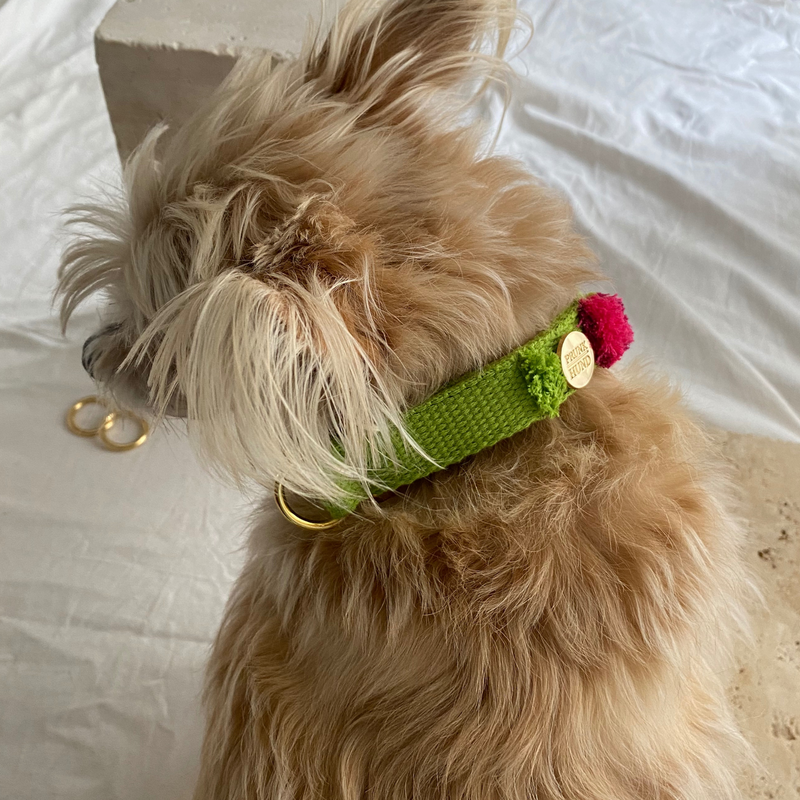 Martingale collar NOMAD lime