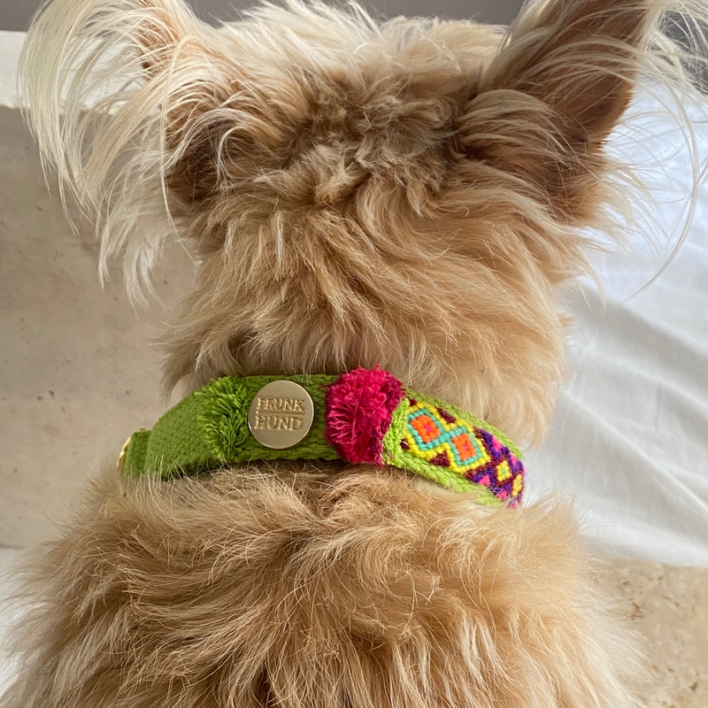 Martingale collar NOMAD lime