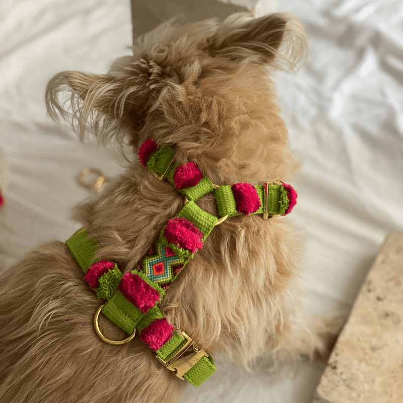 grünes, buntes Hundegeschirr im Boho Style für große und kleine Hunde aus Baumwolle - Prunkhund