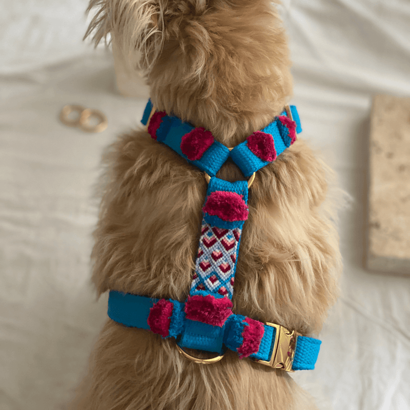 Dog harness NOMAD azure