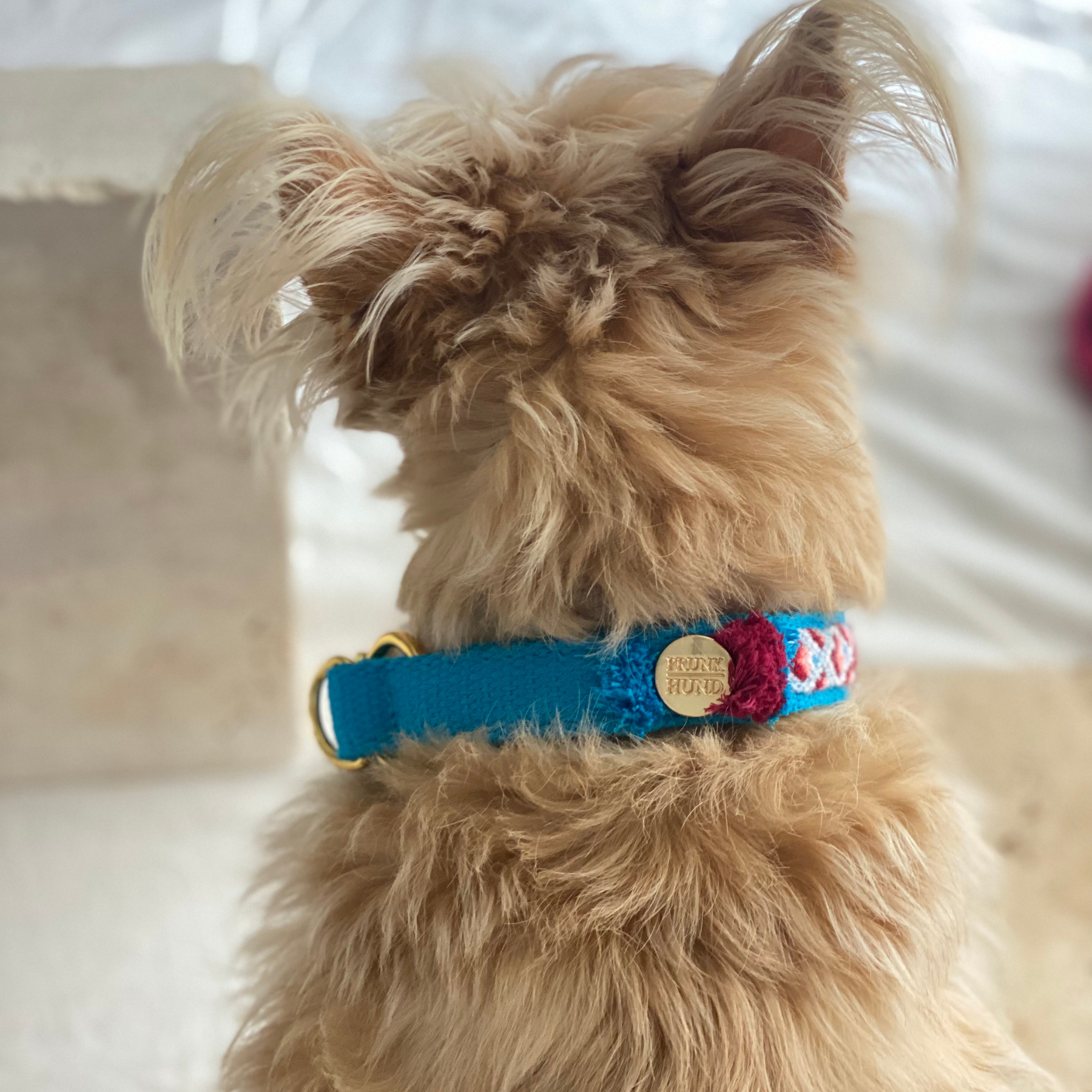 Martingale collar NOMAD azure