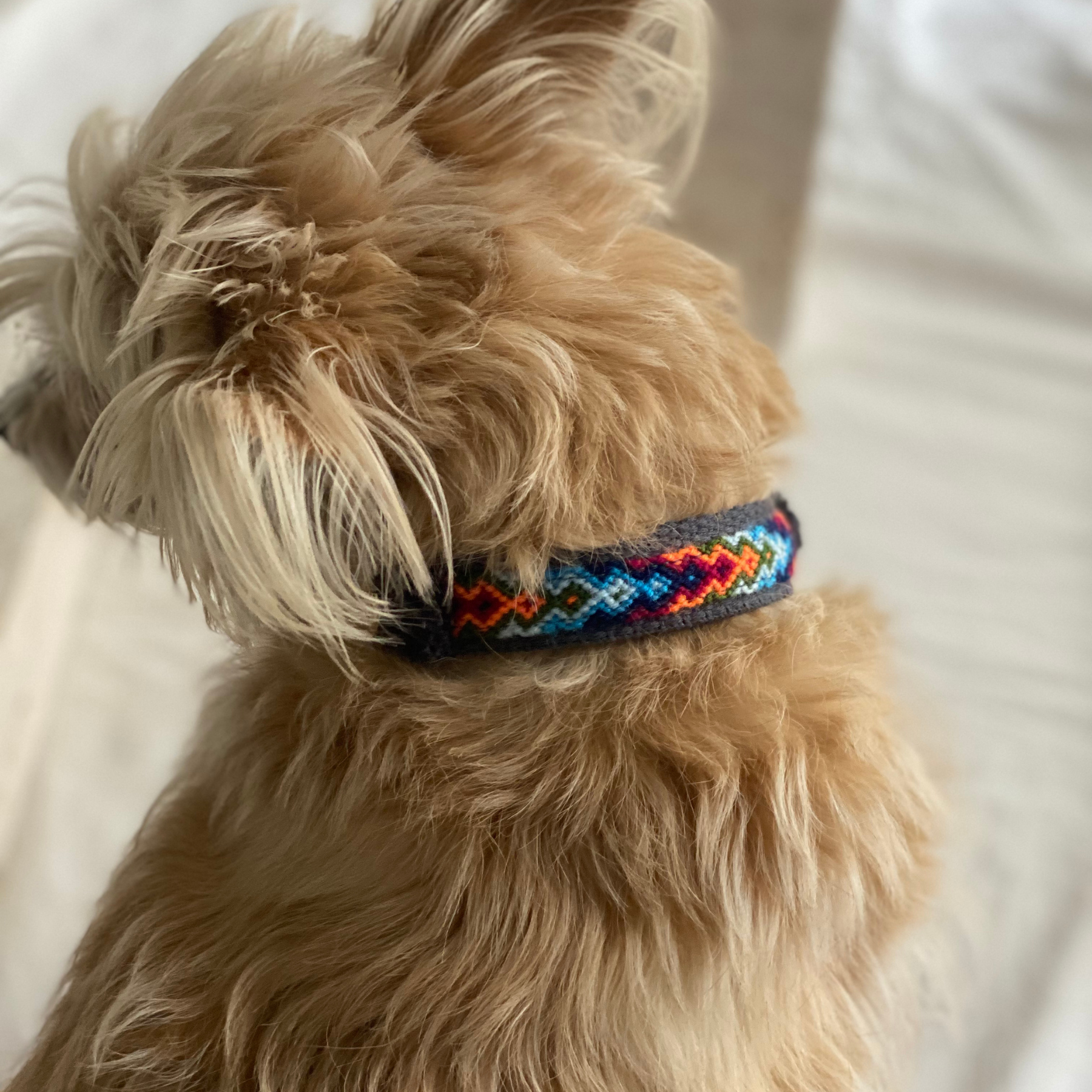 Martingale collar NOMAD indigo