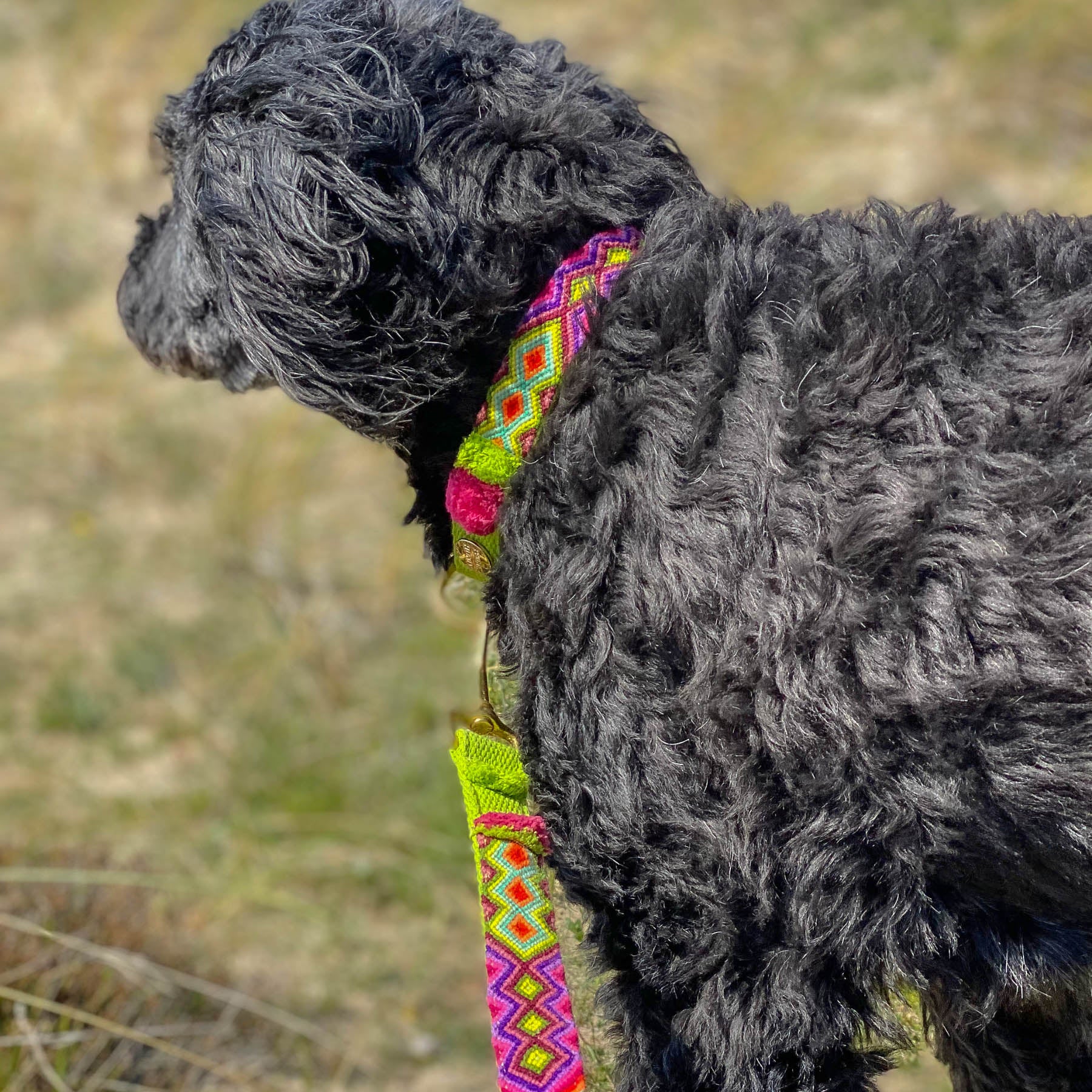 Leash NOMAD lime