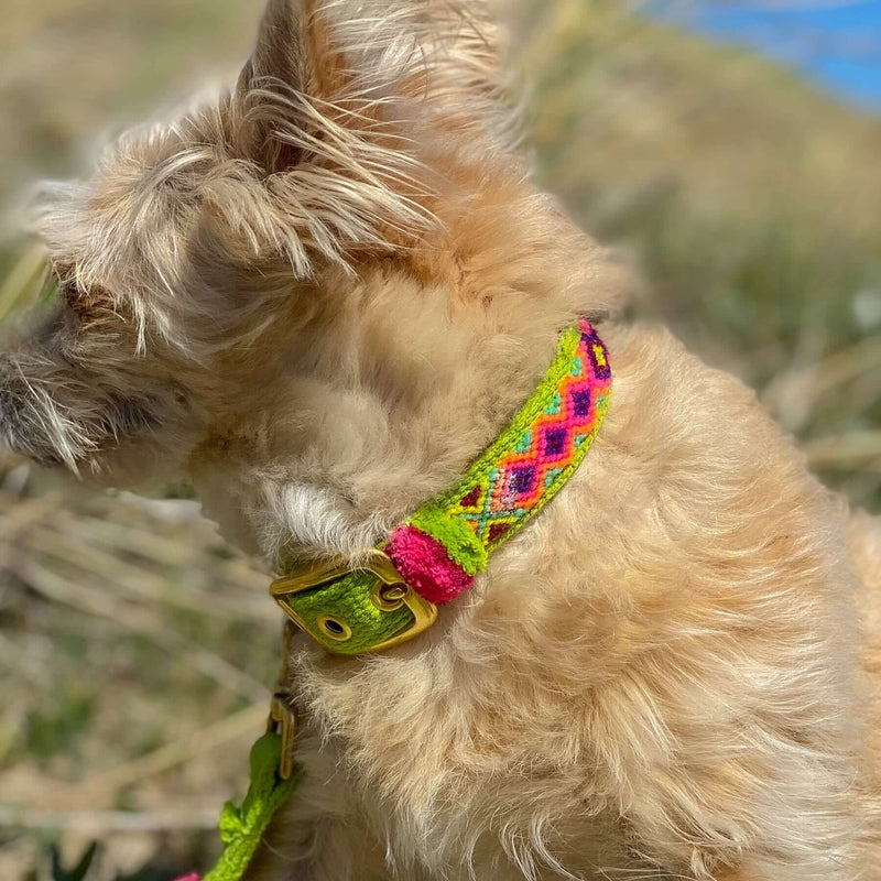 Collar NOMAD lime