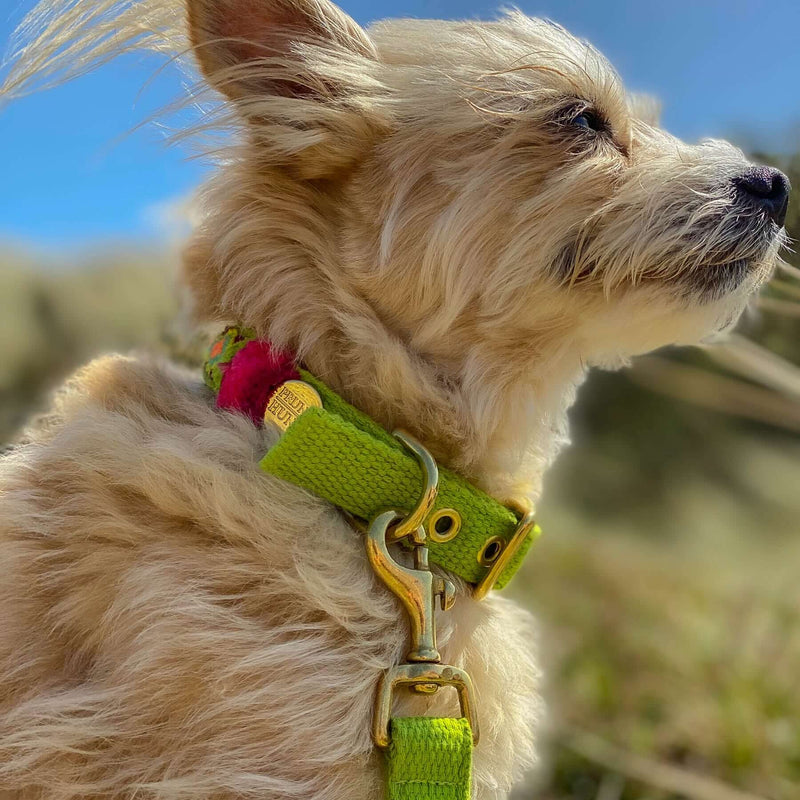 Collar NOMAD lime