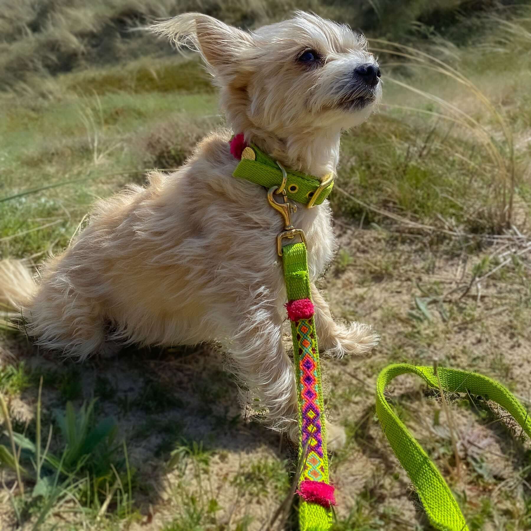 Leash NOMAD lime