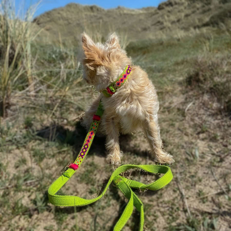 Halsband NOMA lime