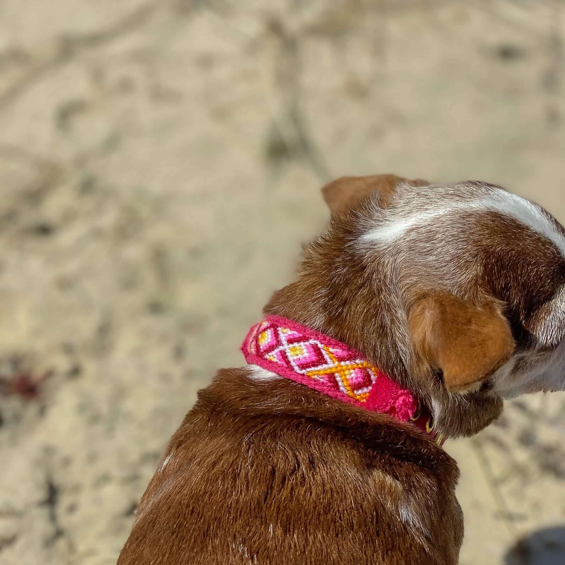 Halsband NOMA berry
