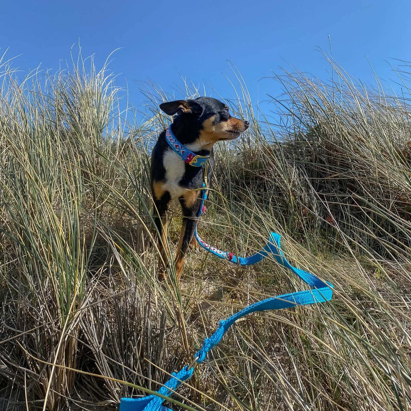 Leash NOMAD azure