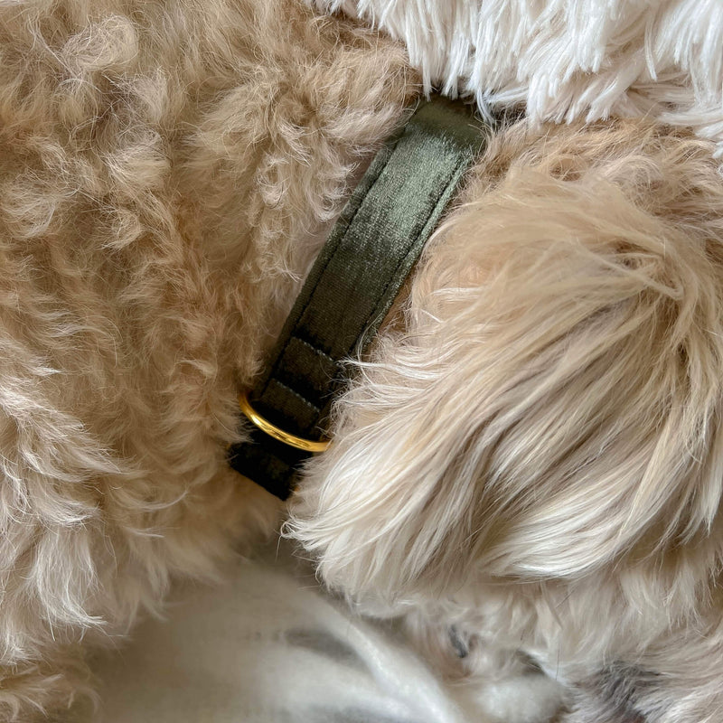 Halsband MOSS