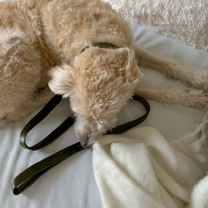 leash MOSS