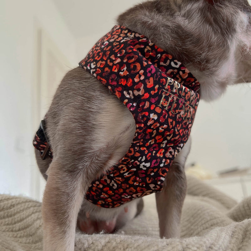 Soft harness MAROON