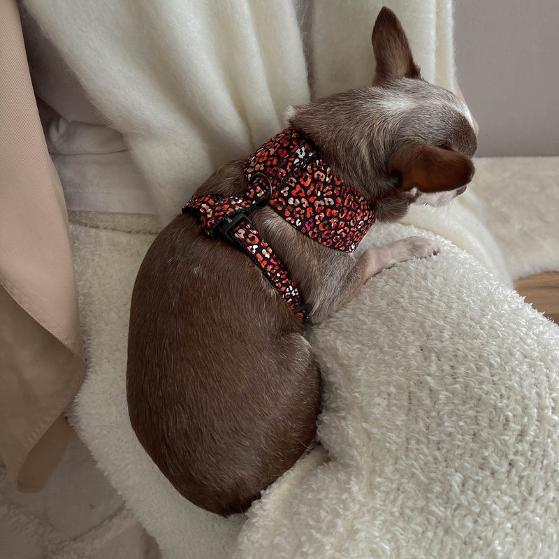 Soft harness MAROON