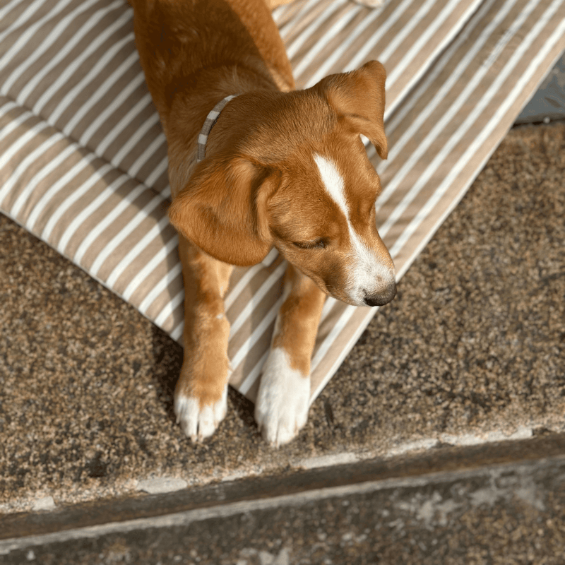LIDO SAND dog blanket