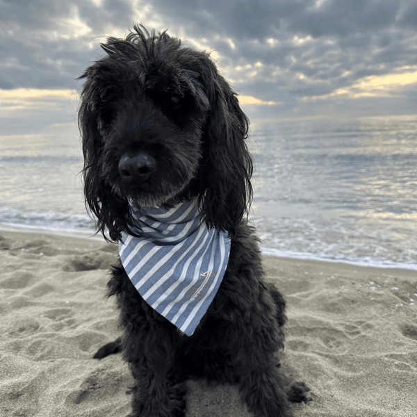 Dog bandana LIDO BLUE