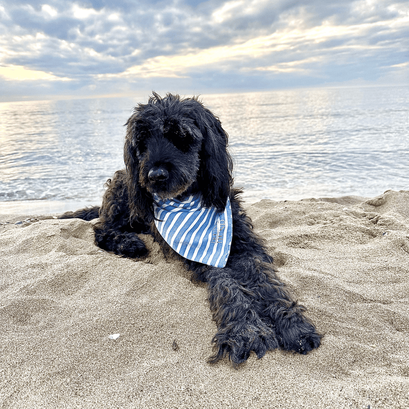 Dog bandana LIDO BLUE