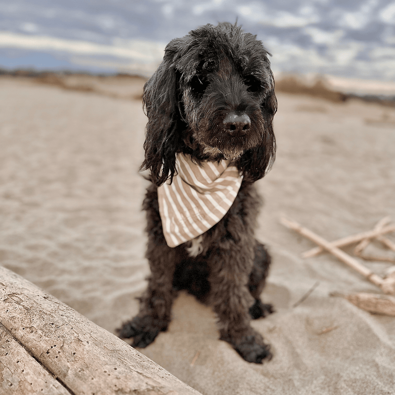 Hundehalstuch LIDO SAND