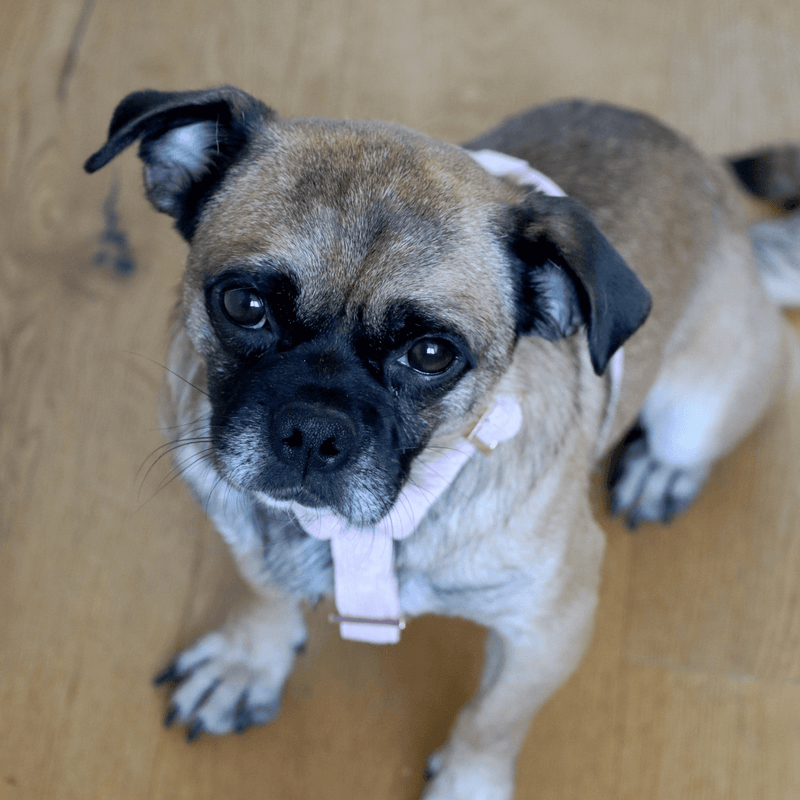 Hundegeschirr BABE