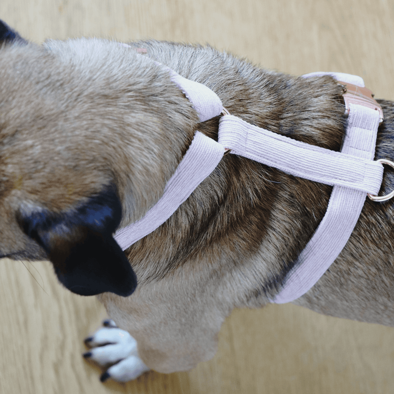 Hundegeschirr BABE