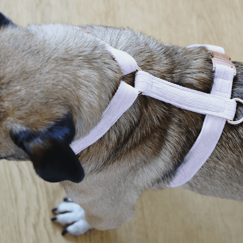Dog harness BABE